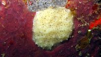 100 Eponge encroutante jaune (Aplysilla sp)